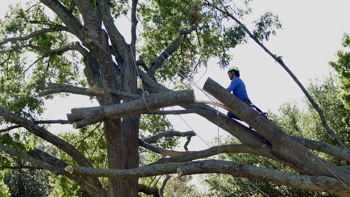 Professional Hazardous Tree Removal performed by certified arborists in Harrisville